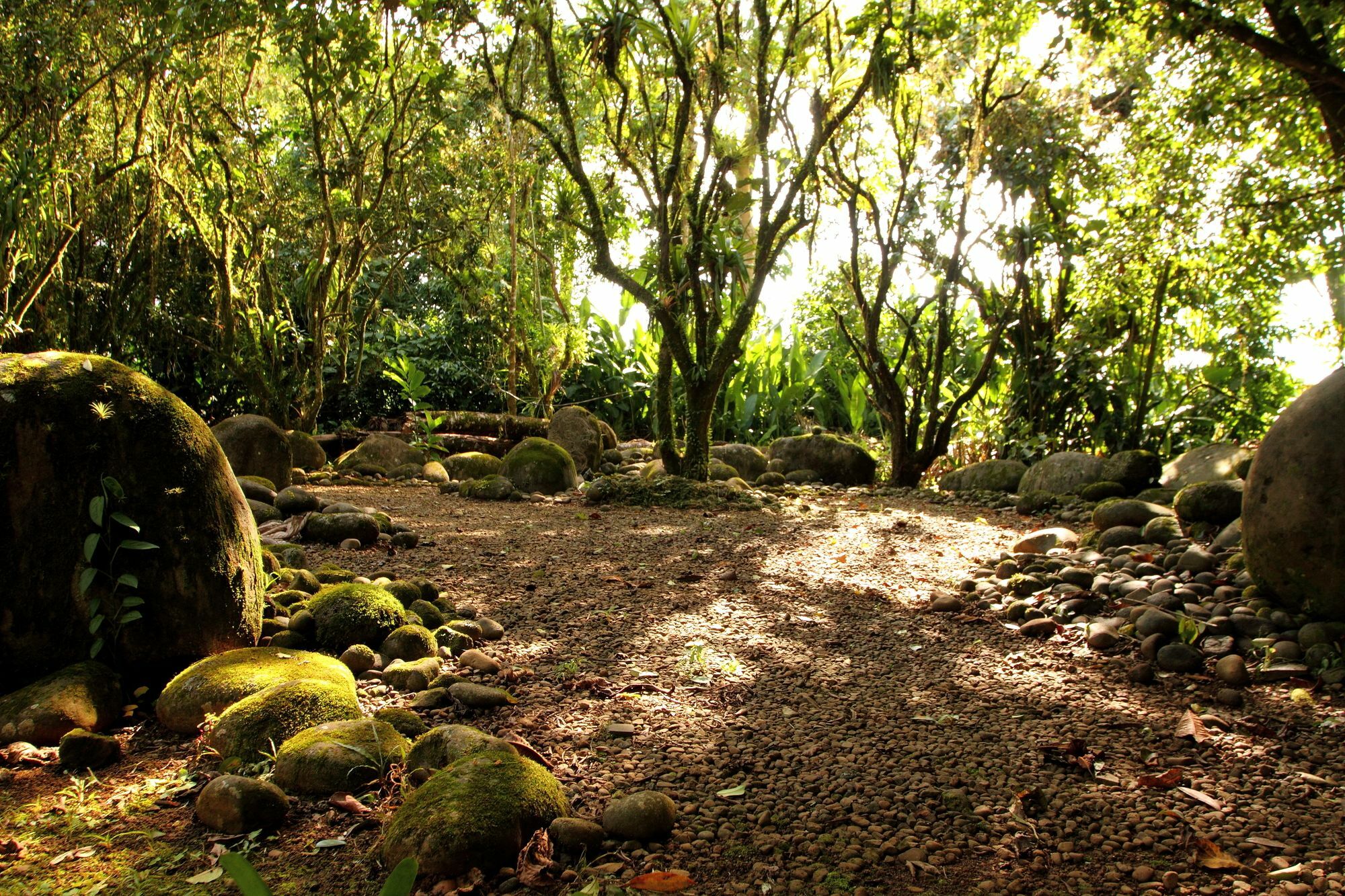 Sarapiquis Rainforest Lodge מראה חיצוני תמונה